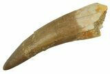 Fossil Plesiosaur (Zarafasaura) Tooth - Morocco #297988-1